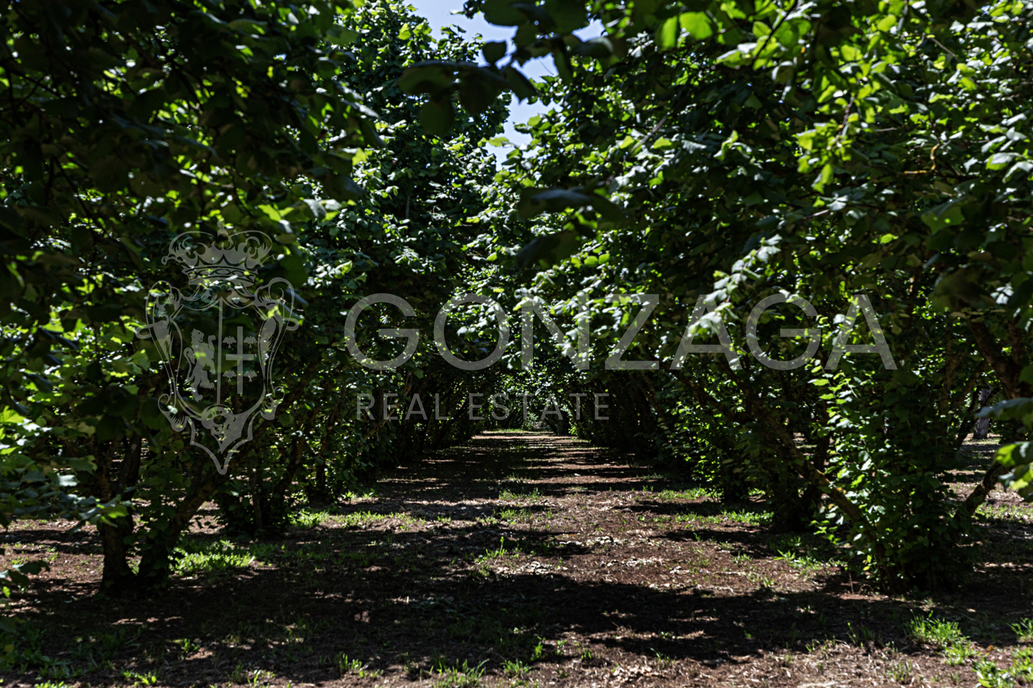 Country estate in Capranica, between Rome and Tuscia