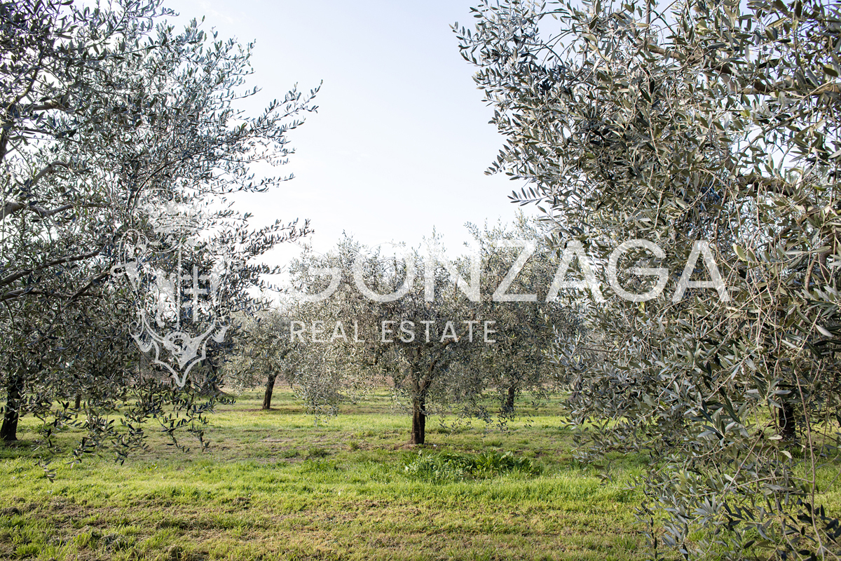 Agricultural land with olive grove and vineyard near Gallese