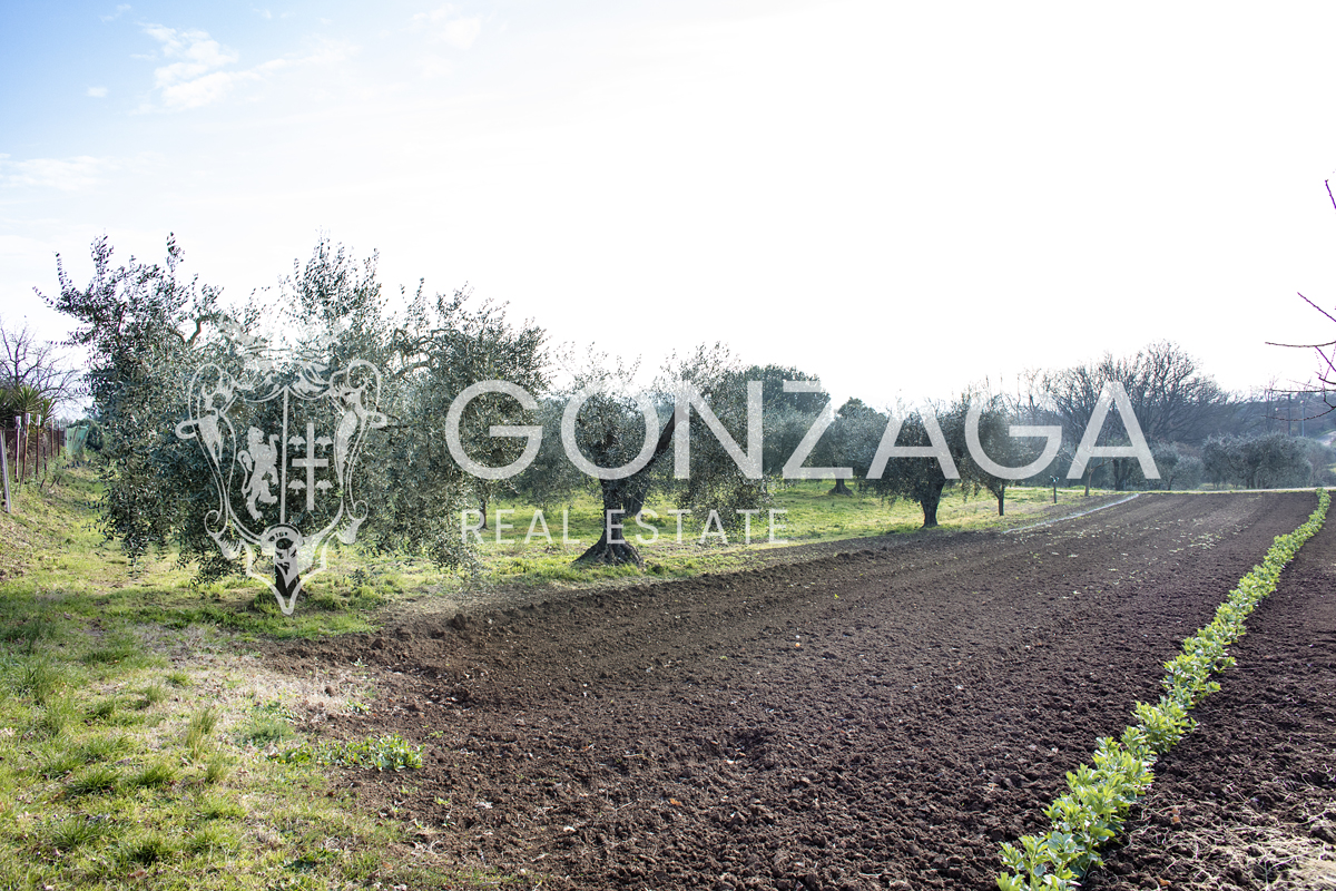 Agricultural land with olive grove and vineyard near Gallese
