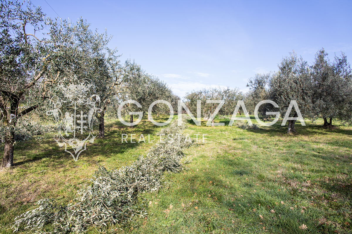 Agricultural land with olive grove and vineyard near Gallese