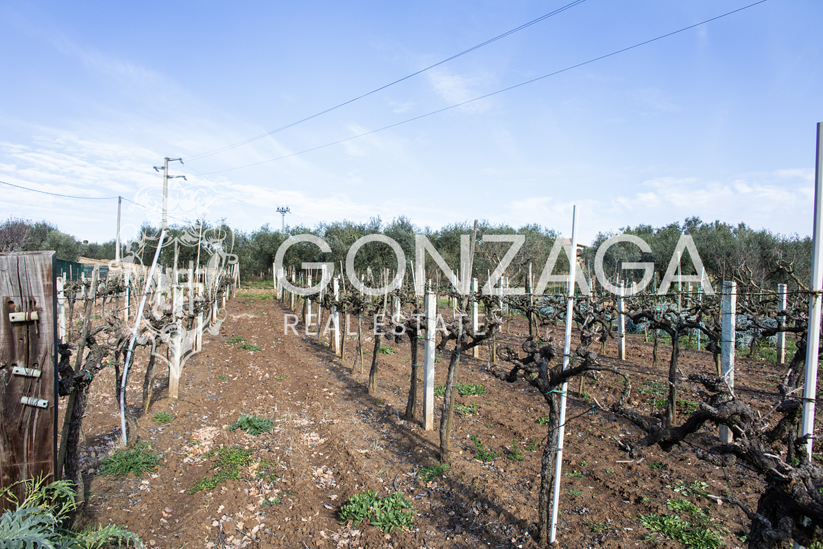 Agricultural land with olive grove and vineyard near Gallese