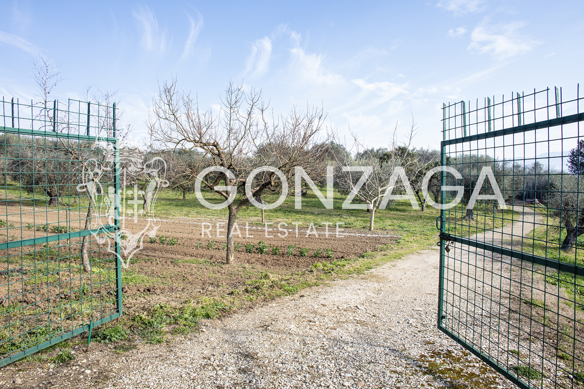 Agricultural land with olive grove and vineyard near Gallese