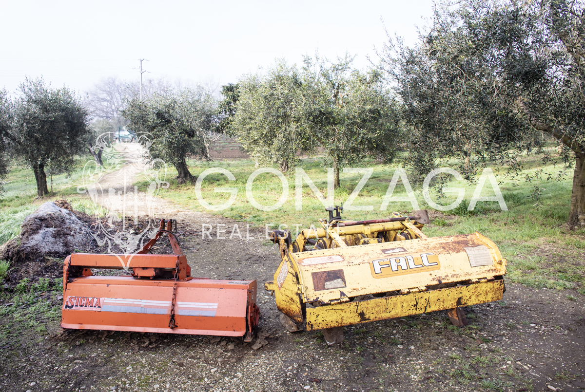Agricultural land with olive grove and vineyard near Gallese