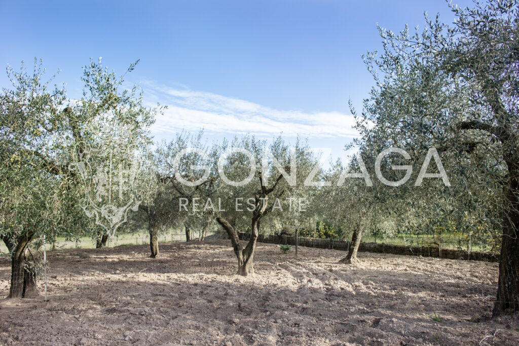 Casale_Gallese__12 copia