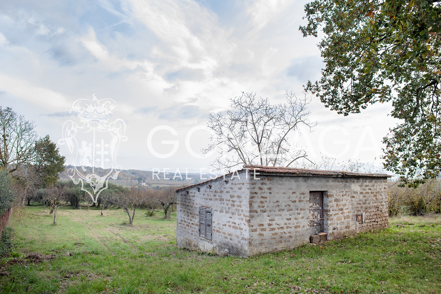 Country cottage with olive grove in Gallese