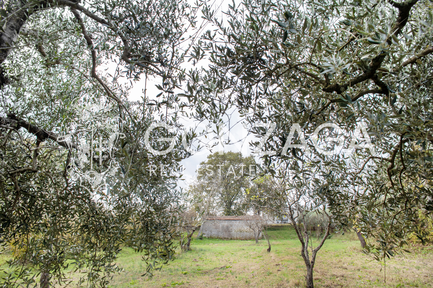 Country cottage with olive grove in Gallese