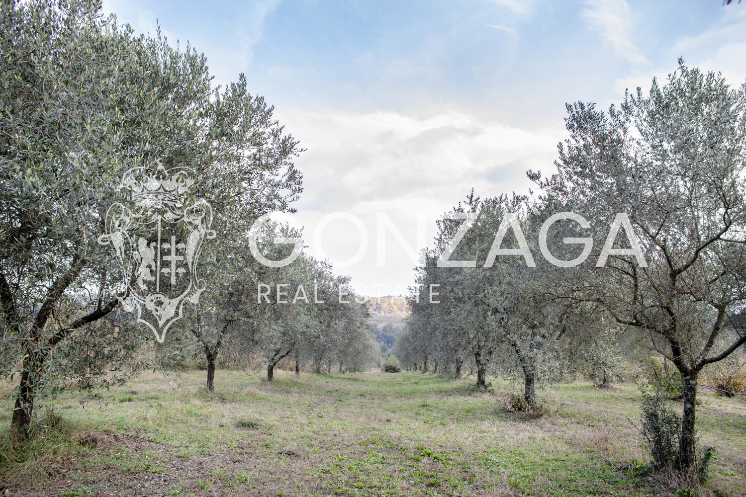 Country cottage with olive grove in Gallese