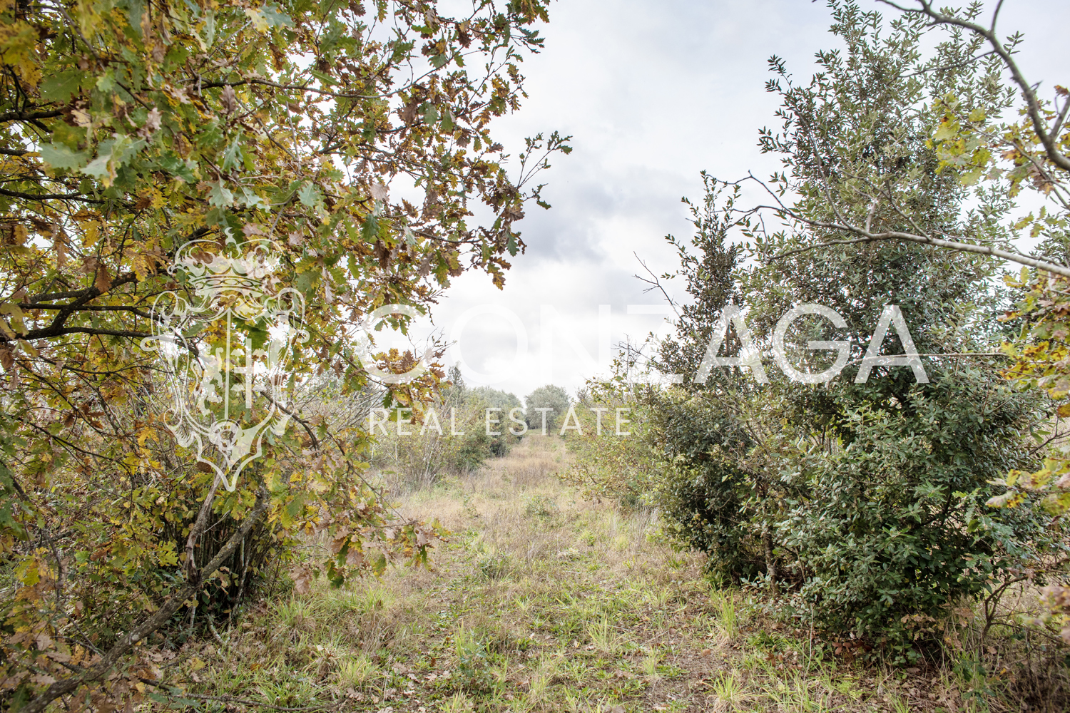 Country cottage with olive grove in Gallese