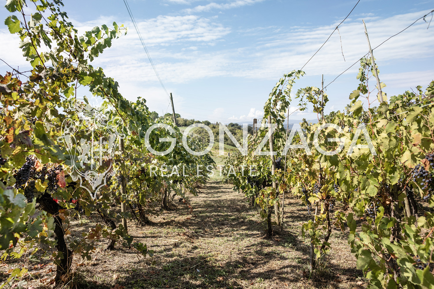 Country House Among Vineyards and Olive Trees in the Narni Countryside